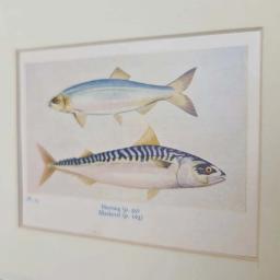 Herring pair 4.jpg