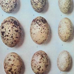 Eggs3.jpg