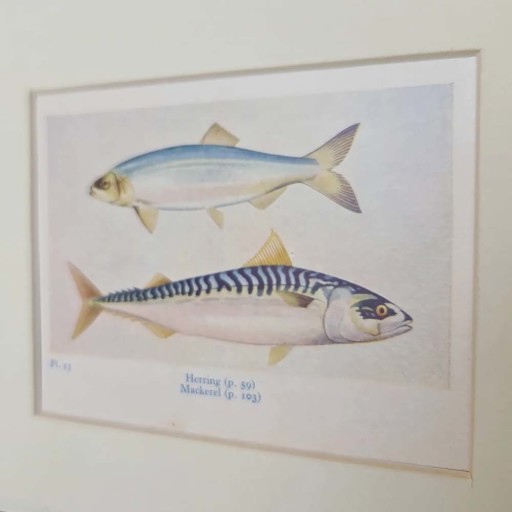 Herring pair 4.jpg