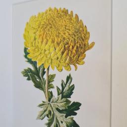 StripedChrysanthemumc.jpg