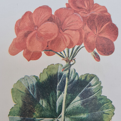 Geranium1.jpg