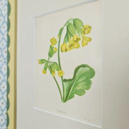 cowslip43.jpg