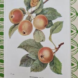 Medlar3.jpg