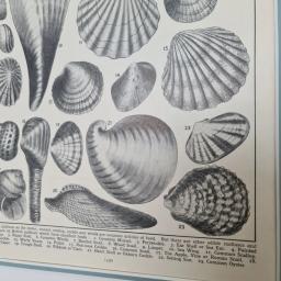 EdibleMolluscs2.jpg