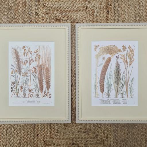 Pair of Vintage Book Prints of Barley and Millet