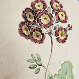 Auricula Oval Lithograph 4.jpg