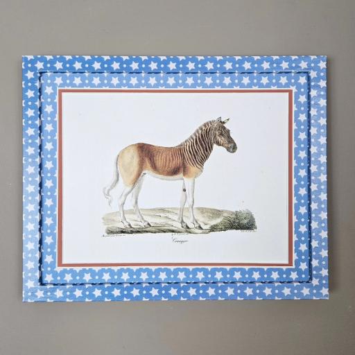 Couagga Print in Blue Stars Frame