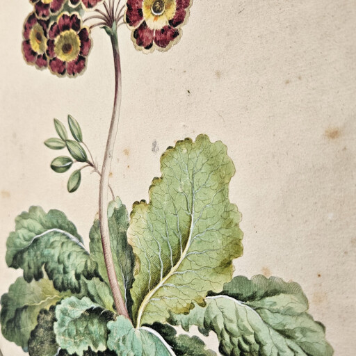 Auricula Oval Lithograph 3.jpg