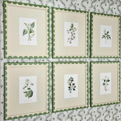 Set of 6 Vintage Botanical Book Plates in Scallop Handpainted Frames