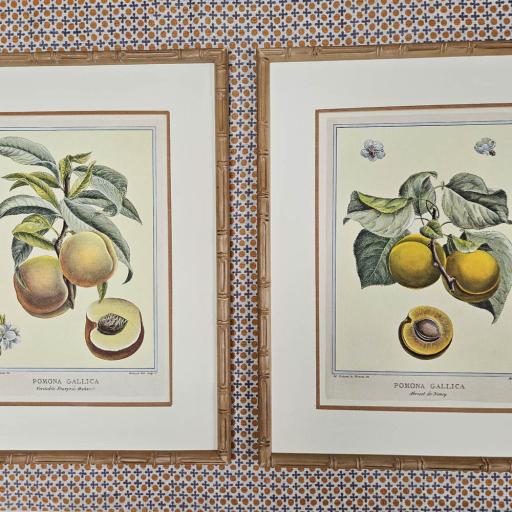 Pair of Large Vintage Prints 'Pomona Gallica'