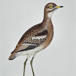 GreatPlover3.jpg