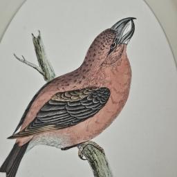 Crossbill5.jpg