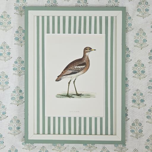 Great Plover Bird in Striped Frame