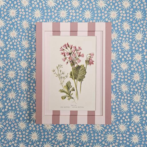 Saxifrage print in Pink Striped Frame