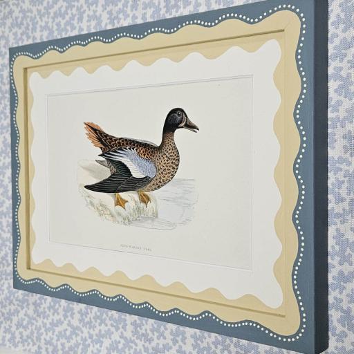 Blue Winged Teal Hand Coloured Antique Print in Handpainted Frame