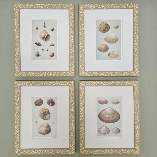 Set of 4 Shell Prints in Handpainted Coral Design Frames