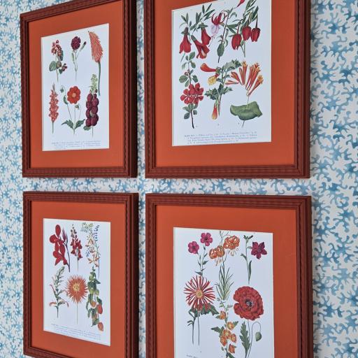 Set of 4 Vintage Botanical Prints in Colourblocked Frames