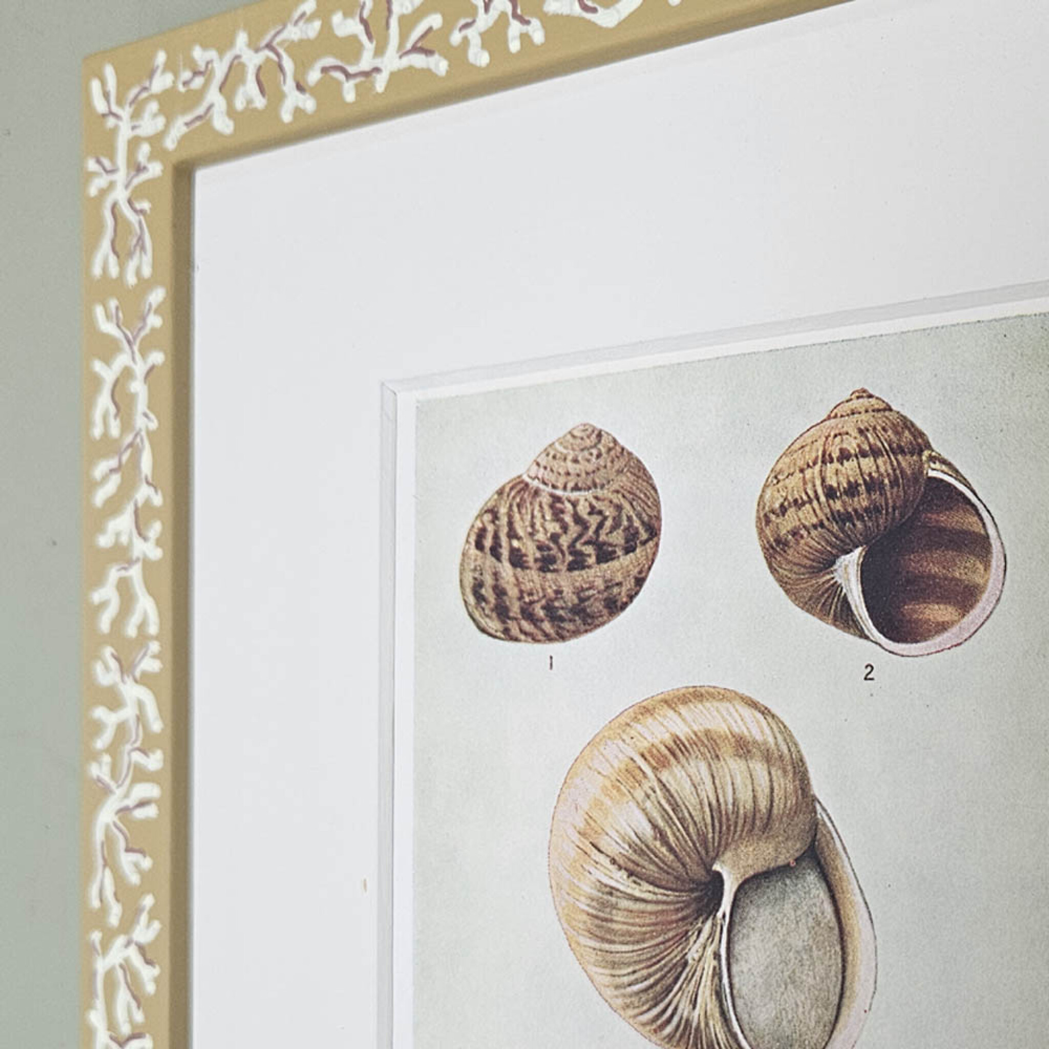 Shell Frame Drawing Set of 4 Antique Shell Prints in Hand Painted Frames