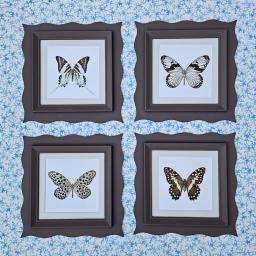 Wavyframebutterfliesscullery33.jpg