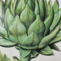 Artichoke 2.jpg