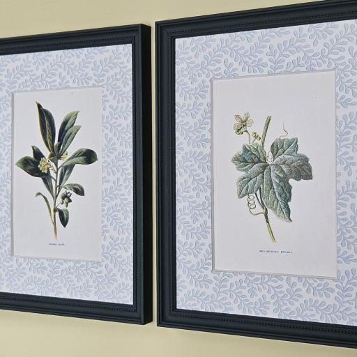 Pair of Vintage Botanical Prints in Decorative Mounts