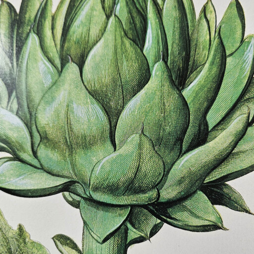 Artichoke 2.jpg