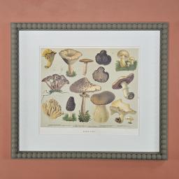 Fungi 4.jpg