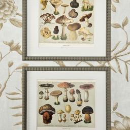 Fungi 1.jpg