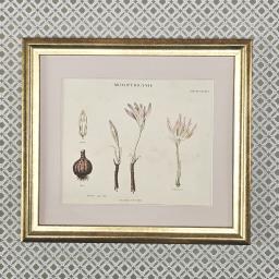 Colchicums 1.jpg