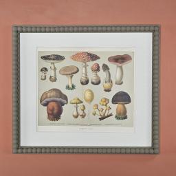 Fungi 3.jpg