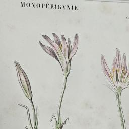Colchicums 2.jpg