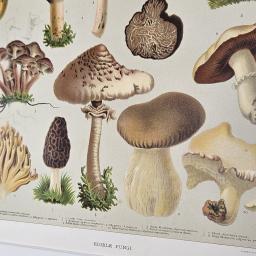 Fungi 2.jpg