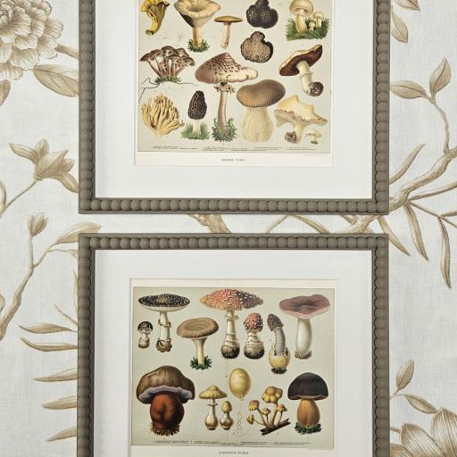 Pair of Antique Prints of Edible & Poisonous Fungi