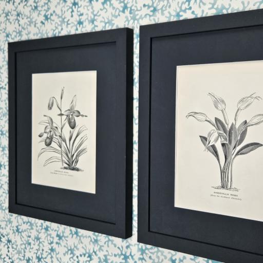 Pair of Antique Botanical Prints in Off Black Frames