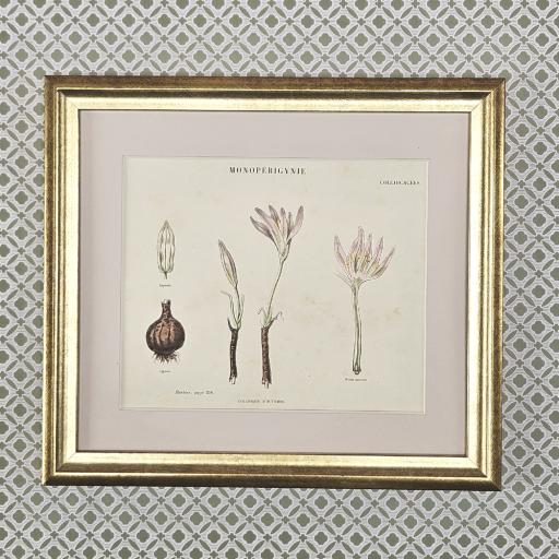 Colchicums in Reclaimed Gold Frame
