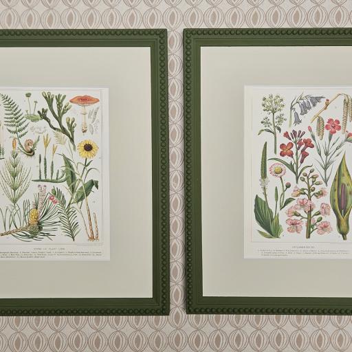 Pair of Antique Botanical Prints in Beaded Frames in Bancha