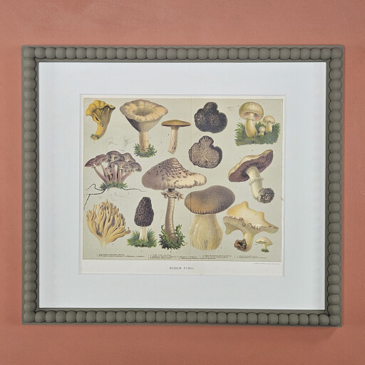 Fungi 4.jpg