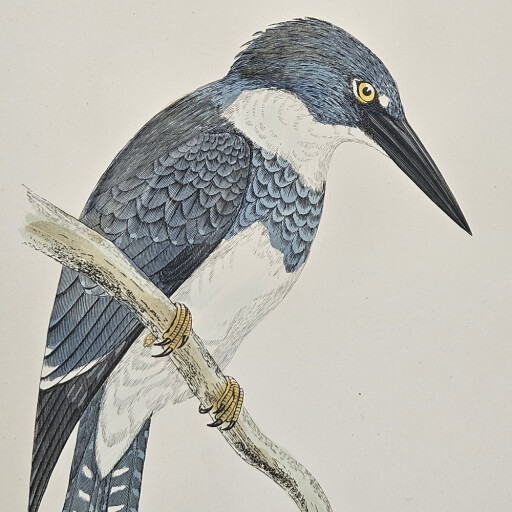 Kingfisher squiggle 3.jpg