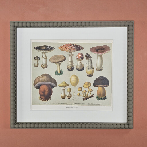 Fungi 3.jpg