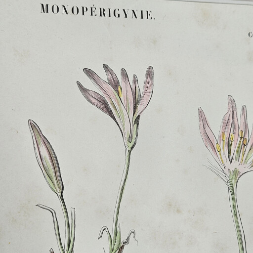 Colchicums 2.jpg