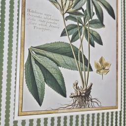 Hellebore bobbin stripe 2.jpg
