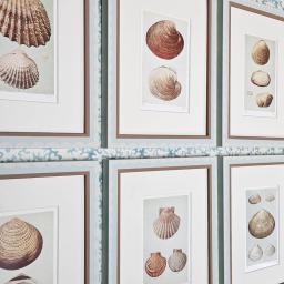 6 shells in scallop 1.jpg