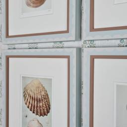 6 shells in scallop 2.jpg