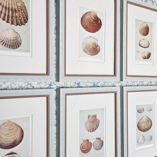 Set of 6 Shell Prints in Handpainted Frames