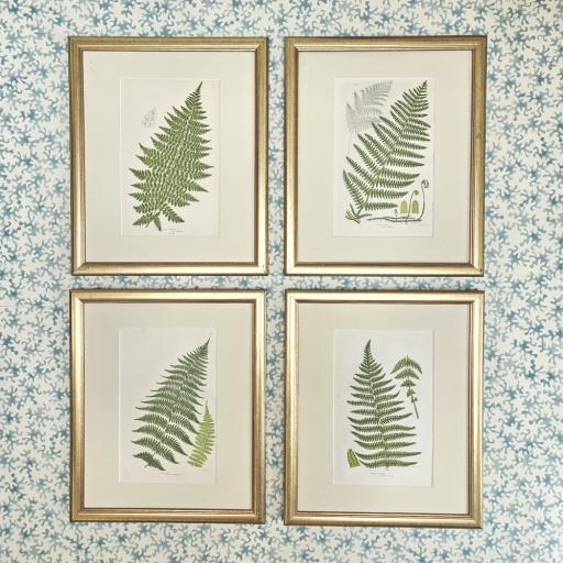 Set of 4 Antique Fern Prints in Reclaimed Gold Frames