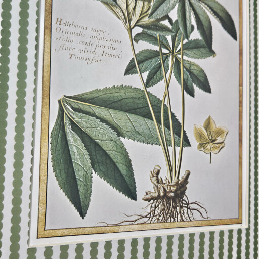 Hellebore bobbin stripe 2.jpg