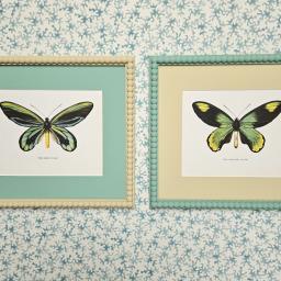 Arsenic butterflies.jpg