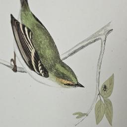 Little birds 4 5.jpg