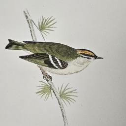 Little birds 4 6.jpg