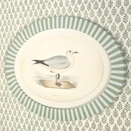 Oval Stripe Gull 2.jpg